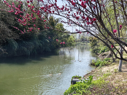 江南水乡农村河中鸭子