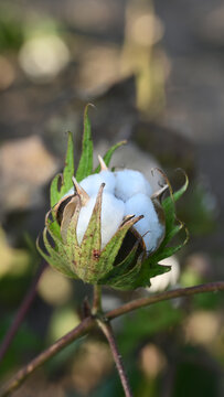 新鲜棉花