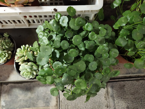 铜钱草