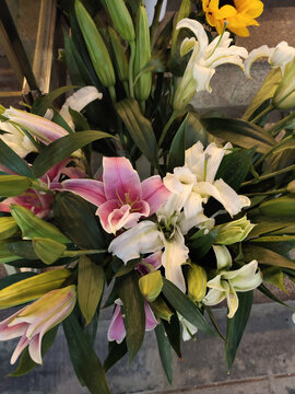 百合花
