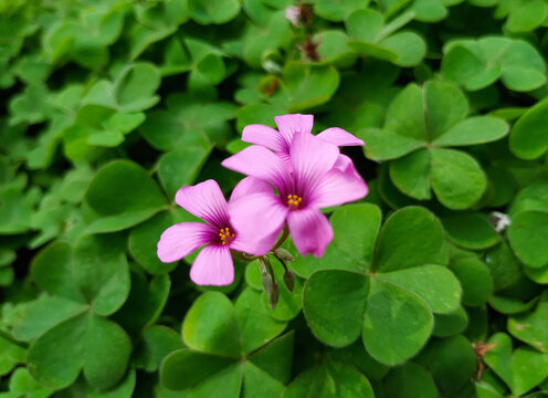 红花酢浆草