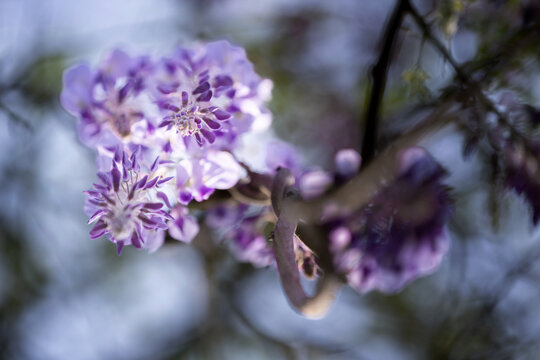 仰拍盛开的紫藤花
