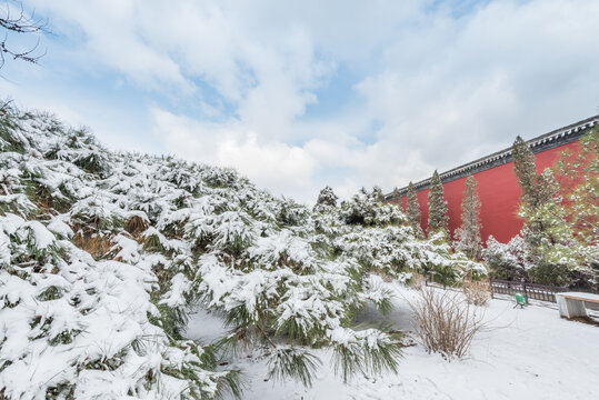 冬天雪后沈阳故宫的松树和红墙