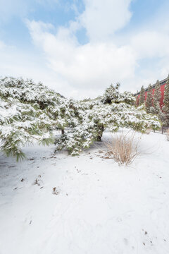 冬天雪后沈阳故宫的松树和红墙