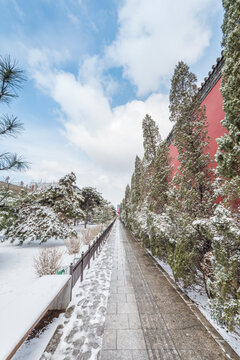 冬天雪后沈阳故宫的松树和红墙