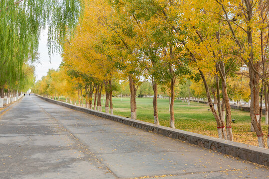 秋天的树与道路