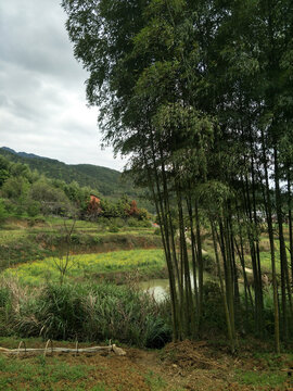 乡村竹林