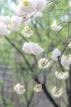 春日樱花