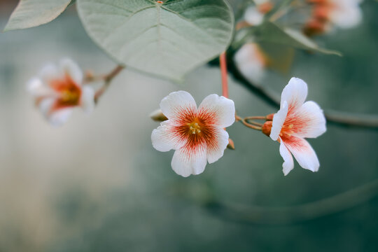 油桐花