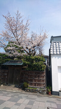 日本樱花庭院建筑