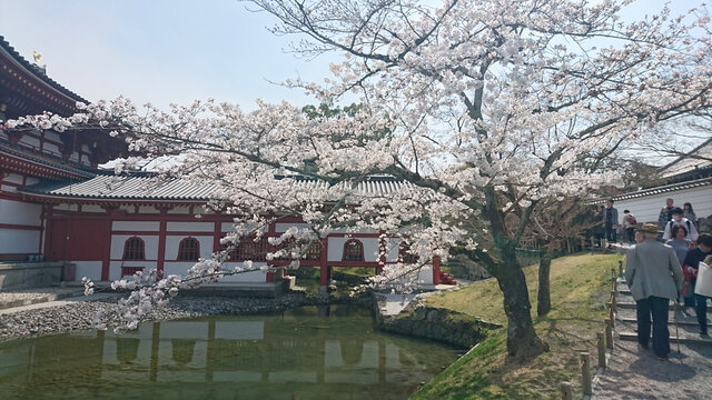 日本樱花庭院建筑