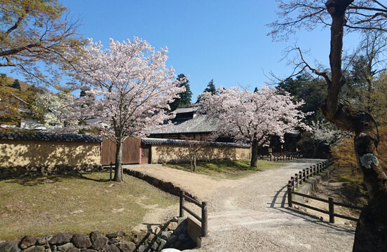 日本樱花庭院