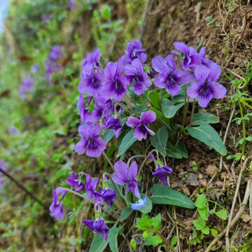 紫花地丁