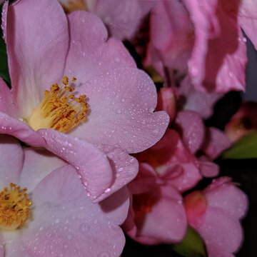 粉色山茶花特写