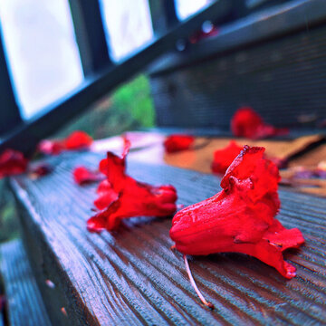 雨水打落的杜鹃花