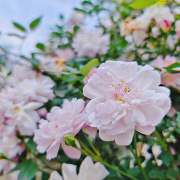 初夏的月季花