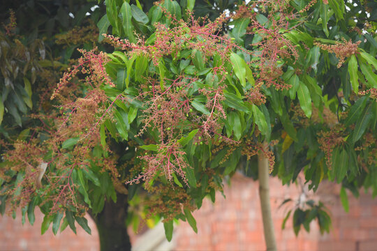 芒果花