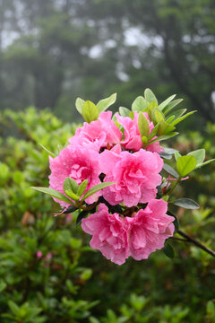 杜鹃花映山红