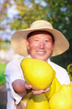 广西沙田柚