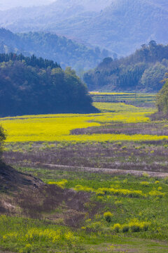 山区油菜花