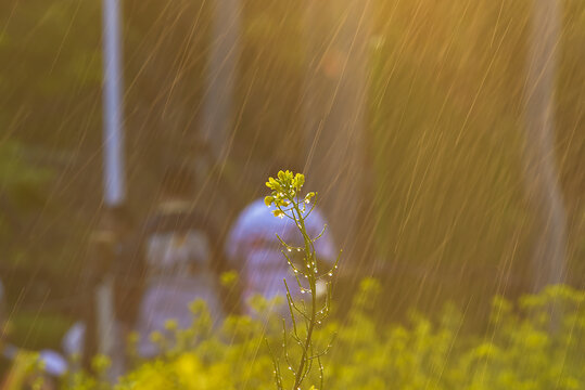 雨中油菜花