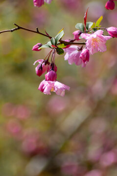 春天盛开的海棠花