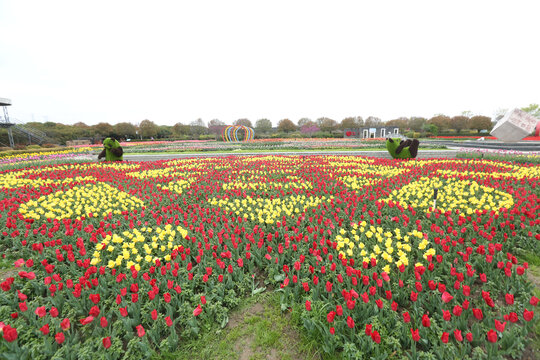 郁金香花