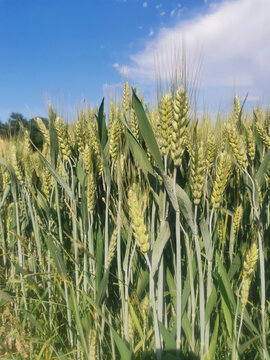 小麦麦穗蓝天