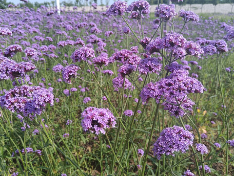 马鞭草花海紫色花海