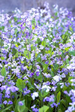 紫花野花
