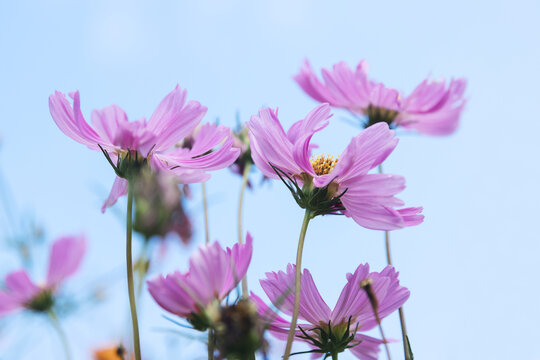 桑格花天空