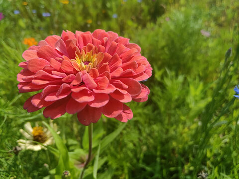 百日菊对叶菊