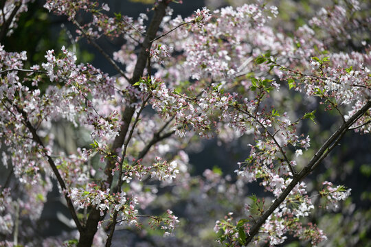 樱花