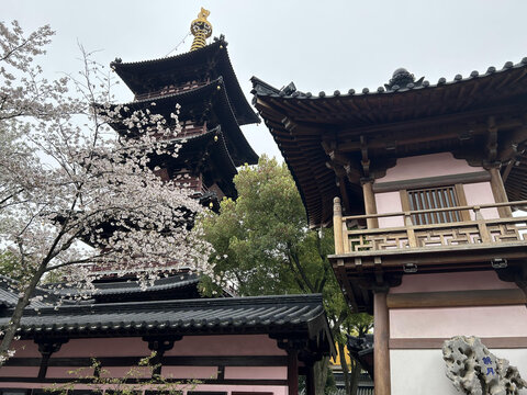 寒山寺桃花