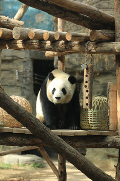 北京动物园网红大熊猫萌玉