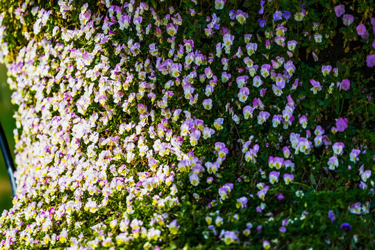 大丰郁金香花海景观