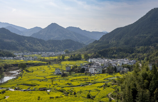 婺源江岭春色