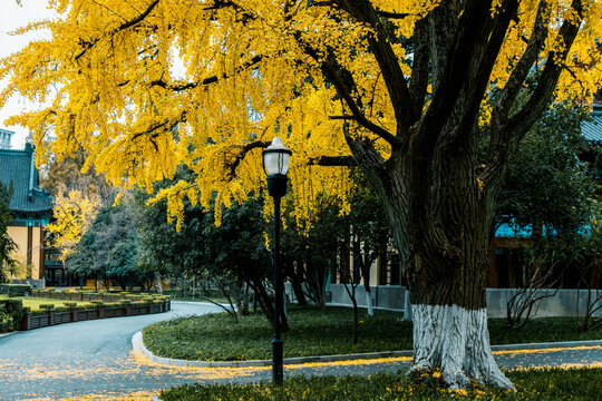 深秋金色的银杏树