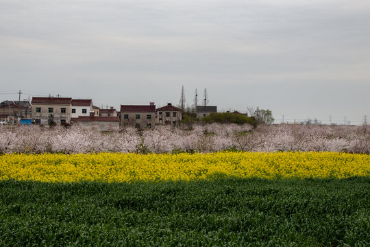 春天铺满鲜花的田野