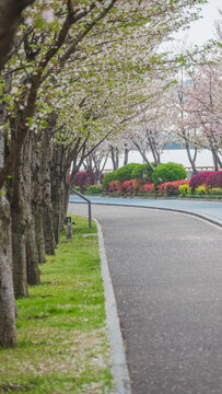 滨江樱花大道