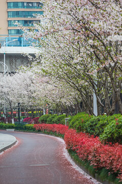 滨江樱花大道