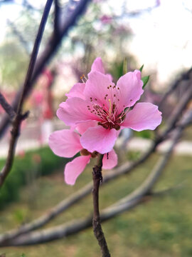 桃花树