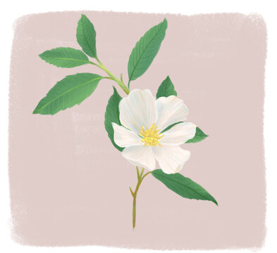 原创白色纯洁花朵手绘插画元素