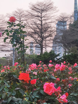 鲜花渲染城市