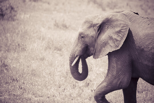 塞伦盖蒂国家公园的非洲象