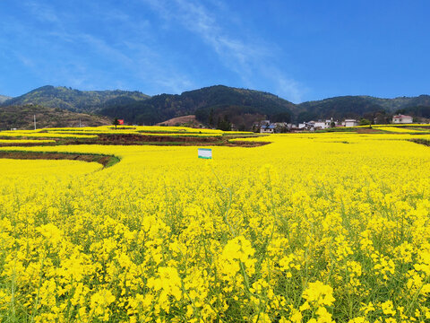 油菜花