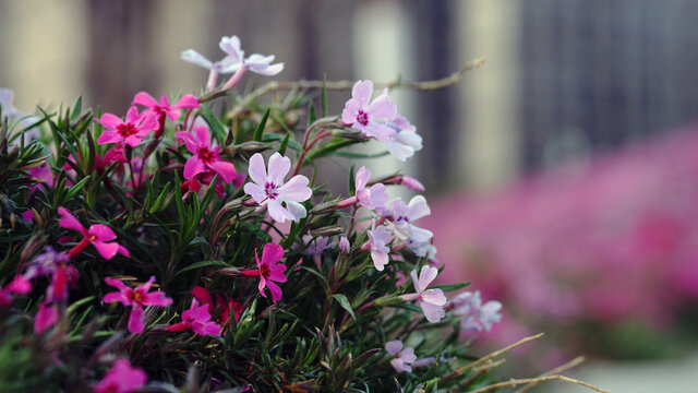 芝樱花