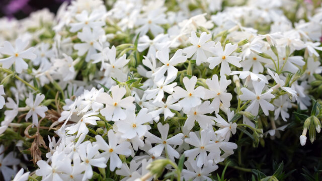 白色芝樱花