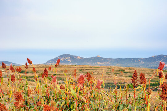 山区高粱地