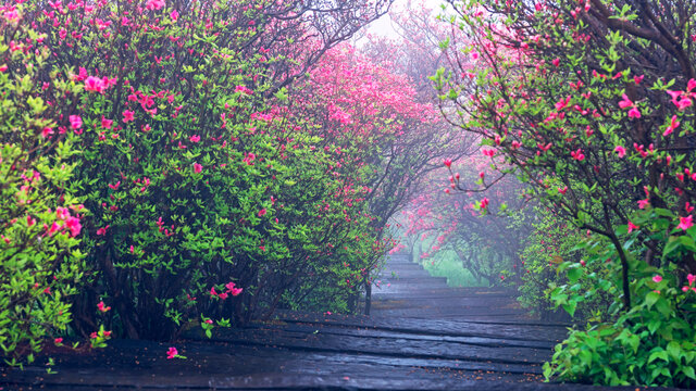 杜鹃花隧道